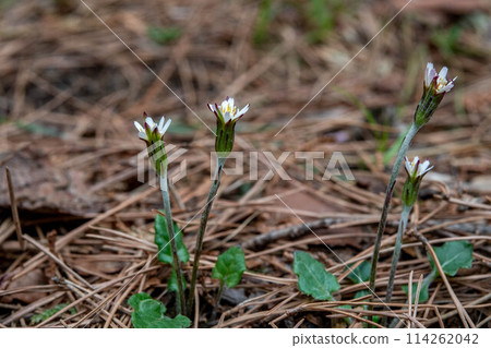 White flowers of the Japanese yari blooming in the forest White flowers of the Japanese yari blooming in the forest 114262042