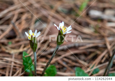 White flowers of the Japanese yari blooming in the forest 114262044