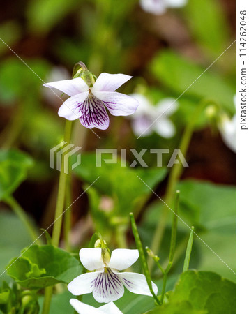 白色的紫羅蘭花 白色的紫羅蘭花 114262048