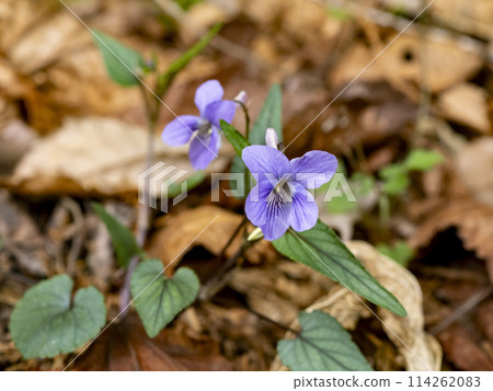 路邊盛開的紫羅蘭（長端紫羅蘭） 114262083