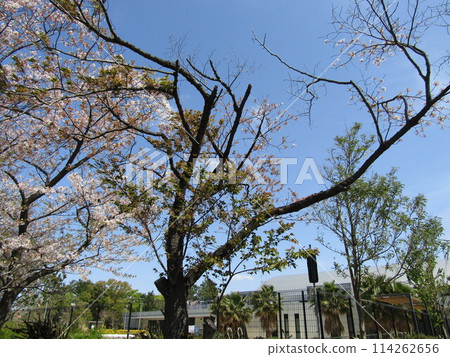 Cherry blossoms in the rows of cherry trees at Kojima Flower Garden 114262656