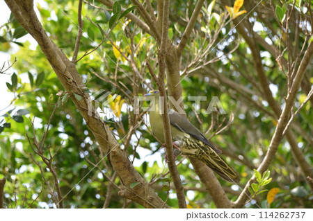 Zuluakaobato 114262737