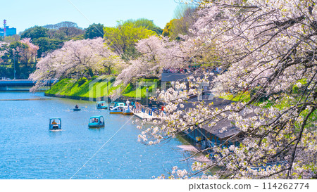 Cherry blossoms and boats at Chidorigafuchi, a famous cherry blossom viewing spot. Kudanshita, Chiyoda Ward, Tokyo Cherry blossoms and boats at Chidorigafuchi, a famous cherry blossom viewing spot. Kudanshita, Chiyoda Ward, Tokyo 114262774