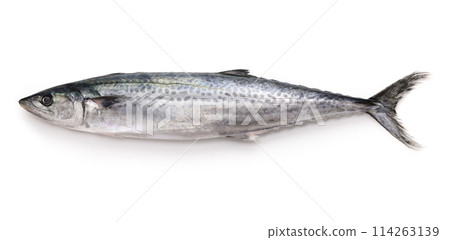 馬鮫魚 馬鮫魚 114263139