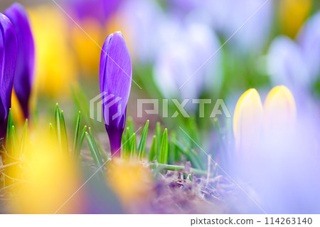 Crocuses blooming in spring flower bed Crocuses blooming in spring flower bed 114263140