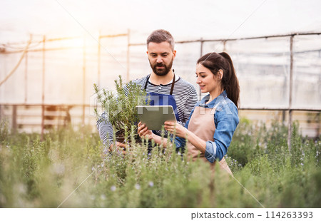 Small greenhouse business. Gardeners looking at order in tablet, preparing flowers and seedlings for customer. Small greenhouse business. Gardeners looking at order in tablet, preparing flowers and seedlings for customer. 114263393