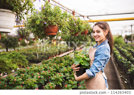 Small greenhouse business. Businesswoman selling flowers and seedlings, holding potted bedding flower. Small greenhouse business. Businesswoman selling flowers and seedlings, holding potted bedding flower. 114263403