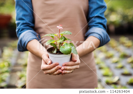 Small greenhouse business. Gardener holding potted succulent. Small greenhouse business. Gardener holding potted succulent. 114263404