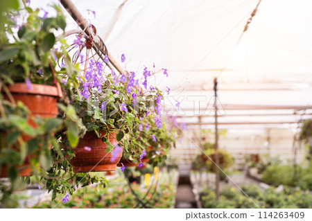 Close up of fuchsia flowers in hanging baskets. Close up of fuchsia flowers in hanging baskets. 114263409