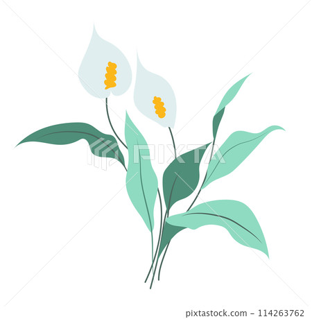 Abstract calla lily branch in flat design. Blooming white flowers with leaves. Vector illustration isolated. 114263762