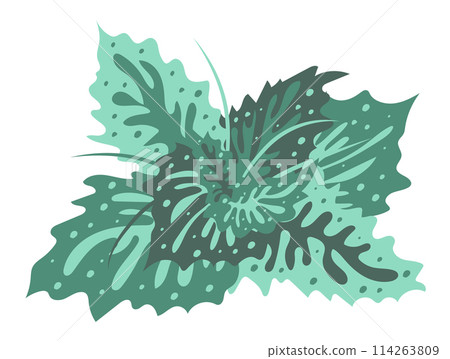 Green leaves in bush in flat design. Abstract tropical foliage growth. Vector illustration isolated. 114263809