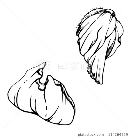 Vector set of elements with hand drawn peony poppy flowers. Isolated on white background. Botanical graphic illustration. Design for invitations, wedding, love or greeting cards, paper, print, textile Vector set of elements with hand drawn peony poppy flowers. Isolated on white background. Botanical graphic illustration. Design for invitations, wedding, love or greeting cards, paper, print, textile 114264329