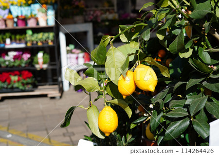 Orange tree in pot. Miniature citrus tree in a flower shop Orange tree in pot. Miniature citrus tree in a flower shop 114264426