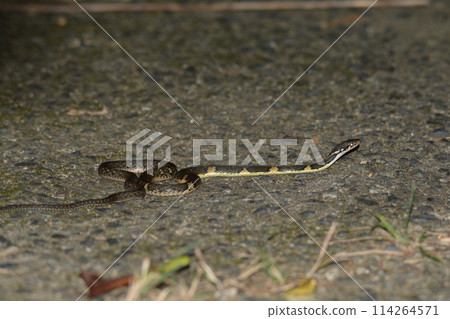 玻璃蜂巢 114264571