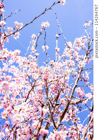 Kawazu cherry blossoms in full bloom against the blue sky Kawazu cherry blossoms in full bloom against the blue sky 114264767