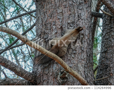 Hokkaido squirrels at Midorigaoka Park (Obihiro, Hokkaido) 114264996