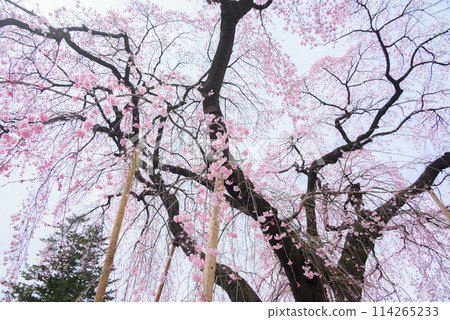 Weeping cherry tree at Shiojiri City Hall Weeping cherry tree at Shiojiri City Hall 114265233