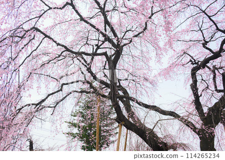 Weeping cherry tree at Shiojiri City Hall 114265234