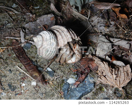 Hermit crab Hermit crab 114265263