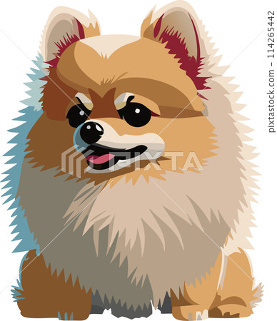 Pomeranian 114265442