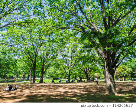 代代木公園,綠意盎然,陽光透過樹葉灑落的公園 代代木公園,綠意盎然,陽光透過樹葉灑落的公園 114265637