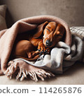 Dog's snooze 114265876