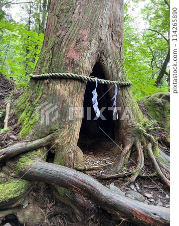 Sacred Cedar Tree 114265890