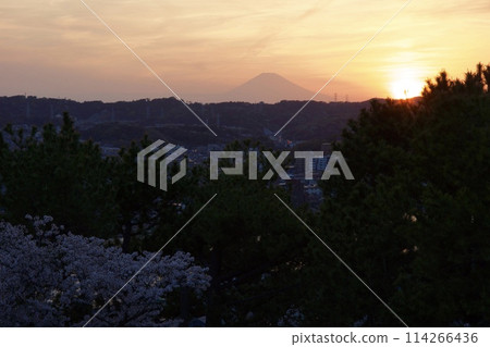 Nojima Park - Sunset on Nojima - Cherry blossoms in full bloom 114266436
