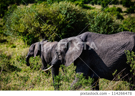 Elephant Wildlife Animals Wild Maasai Mara National Reserve Park Narok County Great Rift Valley Kenya East Africa Landscapes Travel Safaris bush Wild Savannah grasslands wilderness hilly mountains doc 114266478