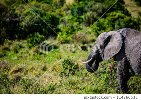 Elephant Wildlife Animals Wild Maasai Mara National Reserve Park Narok County Great Rift Valley Kenya East Africa Landscapes Travel Safaris bush Wild Savannah grasslands wilderness hilly mountains doc Elephant Wildlife Animals Wild Maasai Mara National Reserve Park Narok County Great Rift Valley Kenya East Africa Landscapes Travel Safaris bush Wild Savannah grasslands wilderness hilly mountains doc 114266535