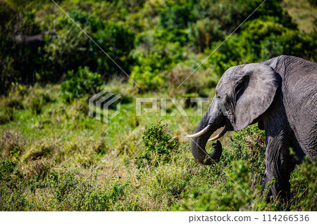 Elephant Wildlife Animals Wild Maasai Mara National Reserve Park Narok County Great Rift Valley Kenya East Africa Landscapes Travel Safaris bush Wild Savannah grasslands wilderness hilly mountains doc 114266536