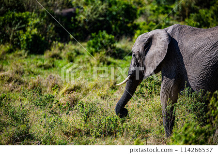 Elephant Wildlife Animals Wild Maasai Mara National Reserve Park Narok County Great Rift Valley Kenya East Africa Landscapes Travel Safaris bush Wild Savannah grasslands wilderness hilly mountains doc Elephant Wildlife Animals Wild Maasai Mara National Reserve Park Narok County Great Rift Valley Kenya East Africa Landscapes Travel Safaris bush Wild Savannah grasslands wilderness hilly mountains doc 114266537
