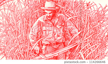 Ernesto Che Guevara harvesting sugar cane. Drawing from a Cuban banknotes 114266646