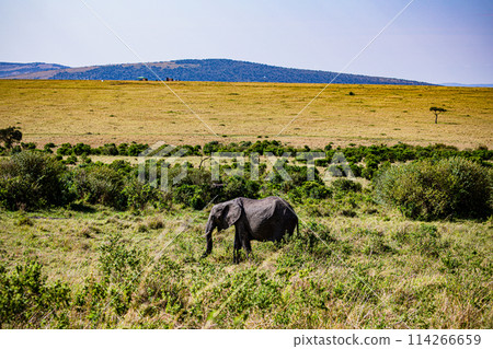 Elephant Wildlife Animals Wild Maasai Mara National Reserve Park Narok County Great Rift Valley Kenya East Africa Landscapes Travel Safaris bush Wild Savannah grasslands wilderness hilly mountains doc Elephant Wildlife Animals Wild Maasai Mara National Reserve Park Narok County Great Rift Valley Kenya East Africa Landscapes Travel Safaris bush Wild Savannah grasslands wilderness hilly mountains doc 114266659