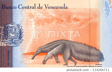 Giant anteater (Myrmecophaga tridactyla) with the Catatumbo lightning in the background Giant anteater (Myrmecophaga tridactyla) with the Catatumbo lightning in the background 114266711