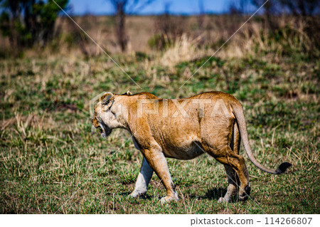 Big Wild Cat Lion Lioness Cub King Of Jungle Mane Wildlife Animals Wild Maasai Mara National Reserve Park Narok County Great Rift Valley Kenya East Africa Landscapes Travel Safaris bush Wild Savannah  114266807