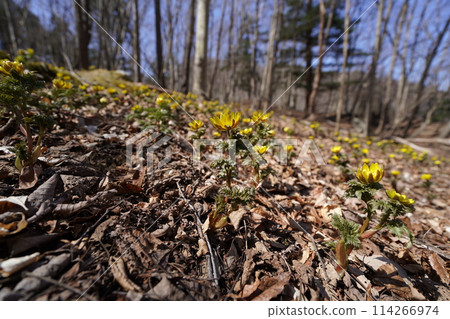 Adonis flower colony in Nogurizawa, Ueno Village, Gunma Prefecture. Lower part of the Adonis flower colony. March 16, 2024. 114266974