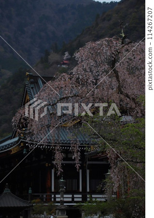 Kuonji Temple's Weeping Cherry Blossoms: Quiet Beauty Kuonji Temple's Weeping Cherry Blossoms: Quiet Beauty 114267207
