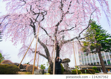 Weeping cherry tree at Shiojiri City Hall 114267362
