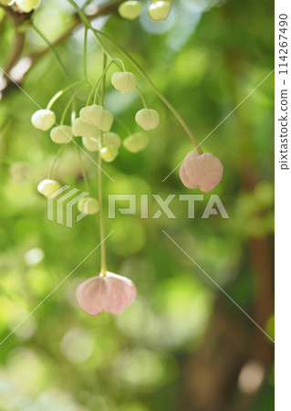 Akebi flower bud 114267490