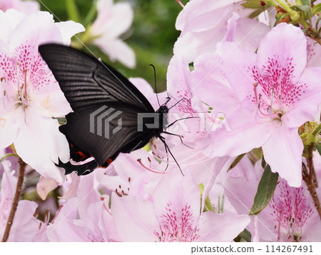 Spangle perched on a azalea flower Spangle perched on a azalea flower 114267491