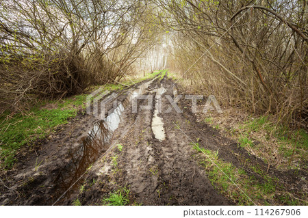 Muddy road in the bush, April view in eastern Poland Muddy road in the bush, April view in eastern Poland 114267906