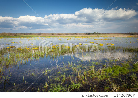 Flooded meadow with flowers, April view in Czulczyce, eastern Poland 114267907