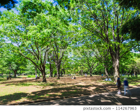 代代木公園，綠意盎然，陽光透過樹葉灑落的公園 114267963