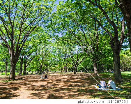 代代木公園,綠意盎然,陽光透過樹葉灑落的公園 代代木公園,綠意盎然,陽光透過樹葉灑落的公園 114267964