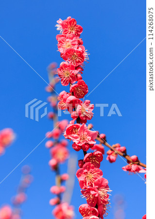 梅花紅梅 梅花紅梅 114268075