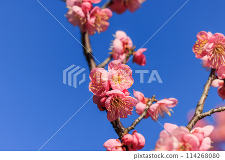 Plum blossom red plum 114268080