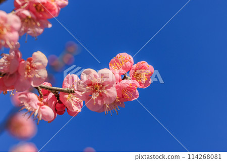 Plum blossom red plum 114268081