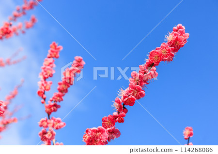 Plum blossom red plum Plum blossom red plum 114268086