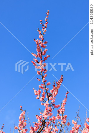 Plum blossom red plum 114268089